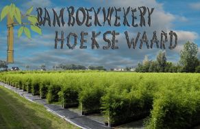 Bamboekwekerij Hoeksewaard B. V.