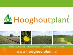HOOGHOUT PLANT
