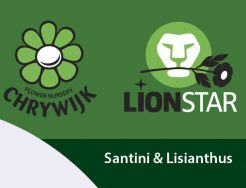 Chrywijk & Lion-Star