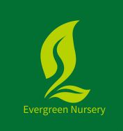 Evergreen Nursery