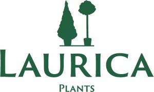 Laurica-Plants