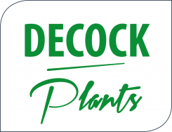 Pelargonium Decock