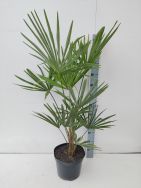 Nachhaltig und neu - Trachycarpus