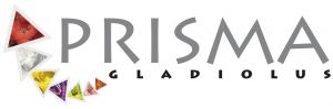 Prisma Gladiolen