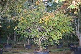 Acer japonicum "Aconitifolium"