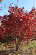 Acer palmatum "Osakazuki" - Herbst