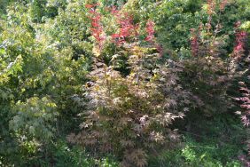 Acer palmatum "Suminagashi" (Sommer)