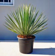 Agave, Yucca und andere