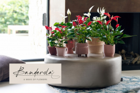 Banderola - eine Welle von Blüten