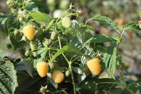 Soft fruit: Raspberry Abundance® Spineless Yellow
