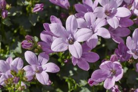 Campanula Ambella® Pink: atmospheric and long-flowering
