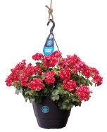 The new Grow&Go hanging basket with water reservoir