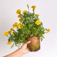 DOPA plant-based plant pot