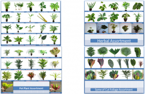 Exporteure von Zierpflanzen, Heil- und Kräuterpflanzen und dekorativem Schnittgrün und Dekofrüchten