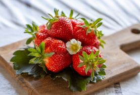 FAVORI(S): Immer-tragende Erdbeere