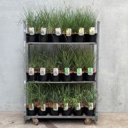 Grasses: Calamagrostis, Miscanthus, Panicum & Pennisetum C5 - Retail