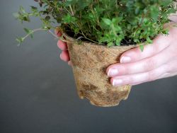 Greta PRO - The completely home compostable plant pot with fertilizing effect
