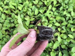 Hydrangea aspera & quercifolia in-vitro young plants - plug