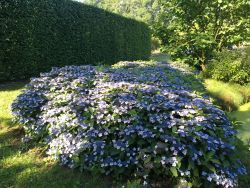 Hydrangea serrata 'Magic Pillow' Ground covering - C3 & Licence
