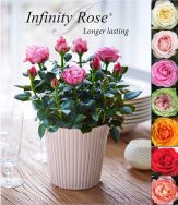 Infinity® - pot roses on own roots