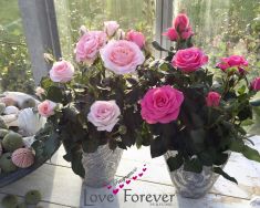 Love Fragrance Forever® - pot roses on own roots