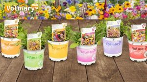'Naturbiente®'  Flower mixtures as young plants