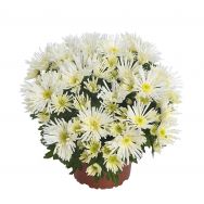Hermosa, eine schöne und einzigartige Topfchrysantheme