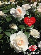 Plant’n‘relax® - garden roses