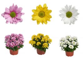 Pot Chrysanthemum series Shine