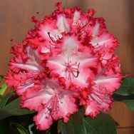 Rhododendron "Grifie