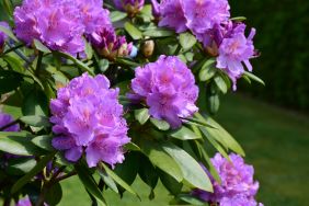 Rhododendron superabundant