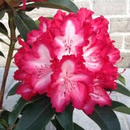 Rhododendron Lumie