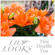Tiny Double You (Asiatische Lilie ohne Blütenstaub, mit doppelten Blüten)
