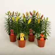 Tiny Serie (Asiatische Lilien : gelb, orange, rot und rosa)