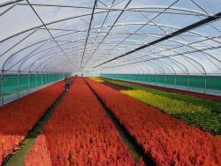 Tunnel greenhouses